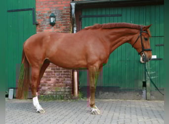Hanoverian, Mare, 6 years, 16.3 hh, Chestnut-Red