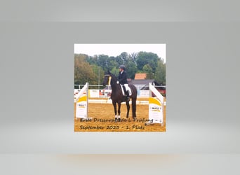 Hanoverian, Mare, 6 years, 16,3 hh, Smoky-Black