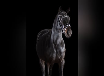 Hanoverian, Mare, 6 years, 16,3 hh, Smoky-Black