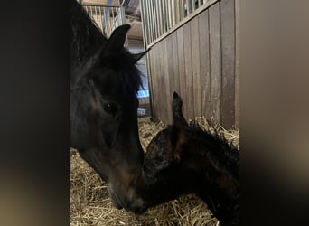 Hanoverian, Mare, 6 years, 16.3 hh, Smoky-Black