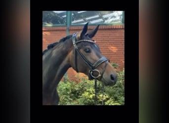 Hanoverian, Mare, 6 years, 16 hh, Bay-Dark