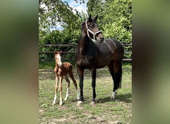 Hanoverian, Mare, 6 years, 16 hh, Bay-Dark