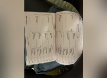 Hanoverian, Mare, 6 years, 16 hh, Bay-Dark