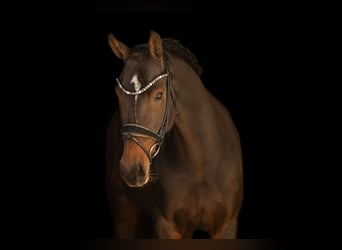 Hanoverian, Mare, 6 years, 16 hh, Bay-Dark