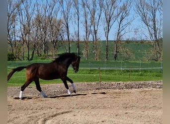 Hanoverian, Mare, 6 years, 16 hh, Bay-Dark