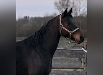 Hanoverian, Mare, 6 years, 16 hh, Bay-Dark