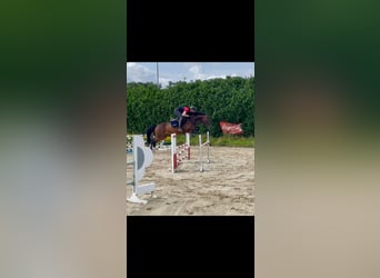 Hanoverian, Mare, 6 years, 16 hh, Bay-Dark