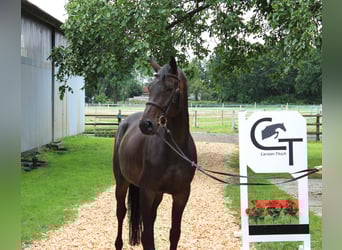 Hanoverian, Mare, 6 years, 16 hh, Bay-Dark