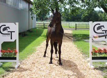 Hanoverian, Mare, 6 years, 16 hh, Bay-Dark