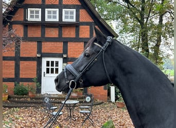 Hanoverian, Mare, 6 years, 16 hh, Black