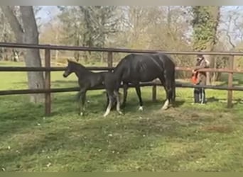 Hanoverian, Mare, 6 years, 16 hh, Black