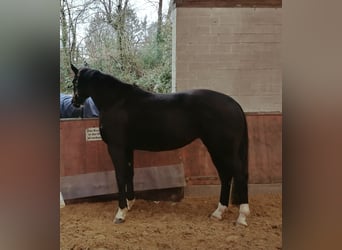 Hanoverian, Mare, 6 years, 16 hh, Black