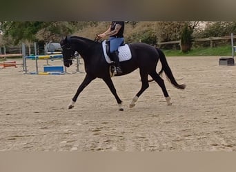 Hanoverian, Mare, 6 years, 16 hh, Black