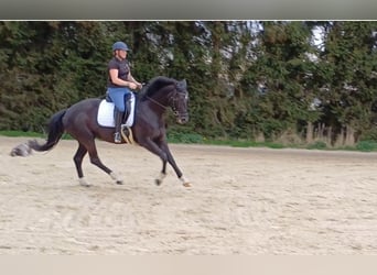 Hanoverian, Mare, 6 years, 16 hh, Black