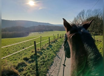 Hanoverian, Mare, 6 years, 16 hh, Black