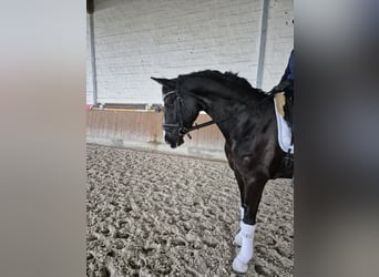 Hanoverian, Mare, 6 years, 16 hh, Black