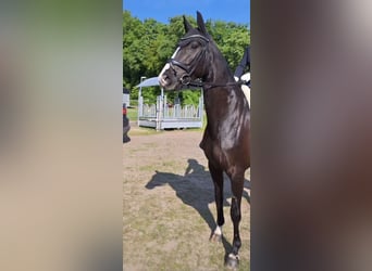 Hanoverian, Mare, 6 years, 16 hh, Black