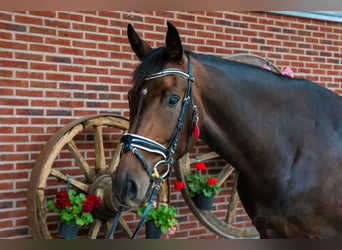 Hanoverian, Mare, 6 years, 16 hh, Brown