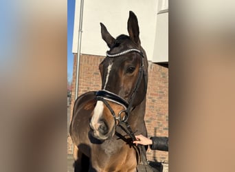 Hanoverian, Mare, 6 years, 16 hh, Brown