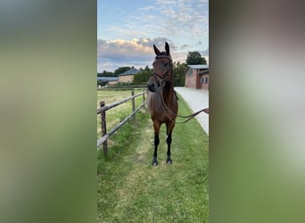 Hanoverian, Mare, 6 years, 16 hh, Brown
