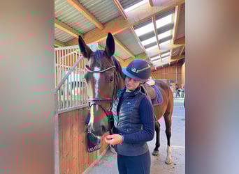 Hanoverian, Mare, 6 years, 16 hh, Brown