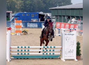 Hanoverian, Mare, 6 years, 16 hh, Brown