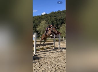 Hanoverian, Mare, 6 years, 16 hh, Brown