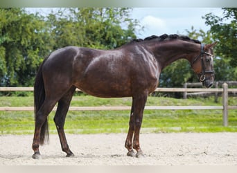 Hanoverian, Mare, 6 years, 16 hh, Chestnut