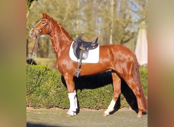 Hanoverian, Mare, 6 years, 16 hh, Chestnut-Red