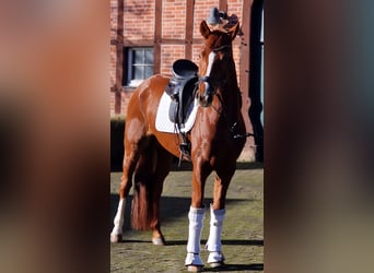 Hanoverian, Mare, 6 years, 16 hh, Chestnut-Red