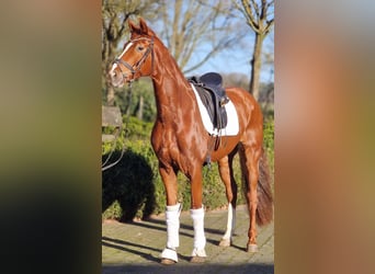 Hanoverian, Mare, 6 years, 16 hh, Chestnut-Red