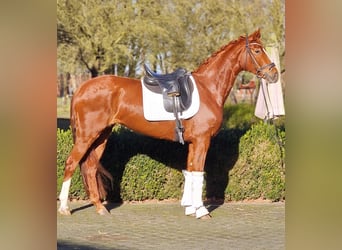 Hanoverian, Mare, 6 years, 16 hh, Chestnut-Red