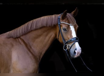 Hanoverian, Mare, 6 years, 16 hh, Chestnut-Red