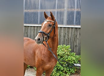 Hanoverian, Mare, 6 years, 16 hh, Chestnut-Red