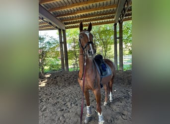 Hanoverian, Mare, 6 years, 16 hh, Chestnut-Red