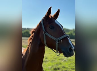 Hanoverian, Mare, 6 years, 16 hh, Chestnut-Red