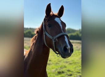 Hanoverian, Mare, 6 years, 16 hh, Chestnut-Red