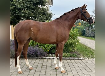 Hanoverian, Mare, 6 years, 16 hh, Chestnut-Red