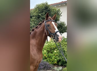 Hanoverian, Mare, 6 years, 16 hh, Chestnut-Red