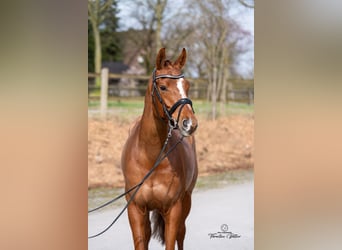 Hanoverian, Mare, 6 years, 16 hh, Chestnut-Red