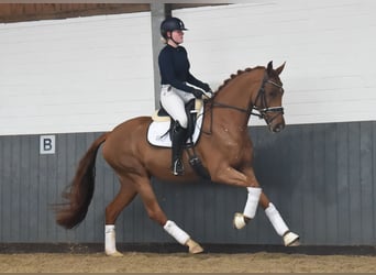 Hanoverian, Mare, 6 years, 16 hh, Chestnut-Red