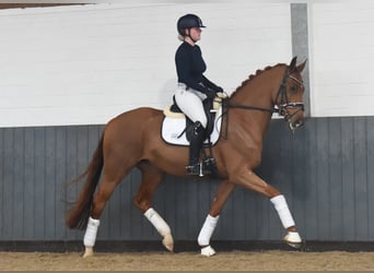 Hanoverian, Mare, 6 years, 16 hh, Chestnut-Red