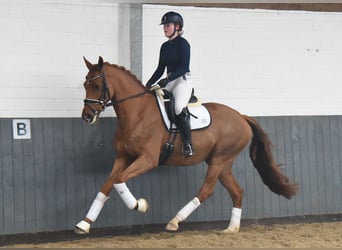 Hanoverian, Mare, 6 years, 16 hh, Chestnut-Red