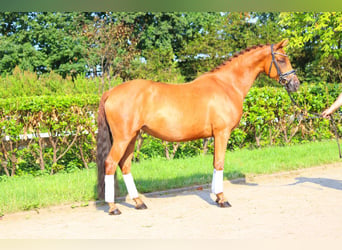 Hanoverian, Mare, 6 years, 16 hh, Chestnut-Red