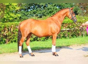 Hanoverian, Mare, 6 years, 16 hh, Chestnut-Red