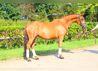 Hanoverian, Mare, 6 years, 16 hh, Chestnut-Red