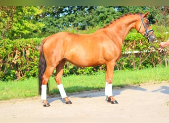 Hanoverian, Mare, 6 years, 16 hh, Chestnut-Red