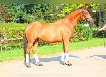 Hanoverian, Mare, 6 years, 16 hh, Chestnut-Red