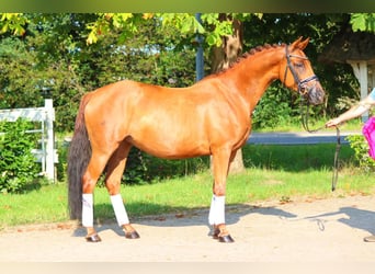 Hanoverian, Mare, 6 years, 16 hh, Chestnut-Red