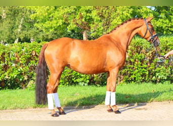 Hanoverian, Mare, 6 years, 16 hh, Chestnut-Red